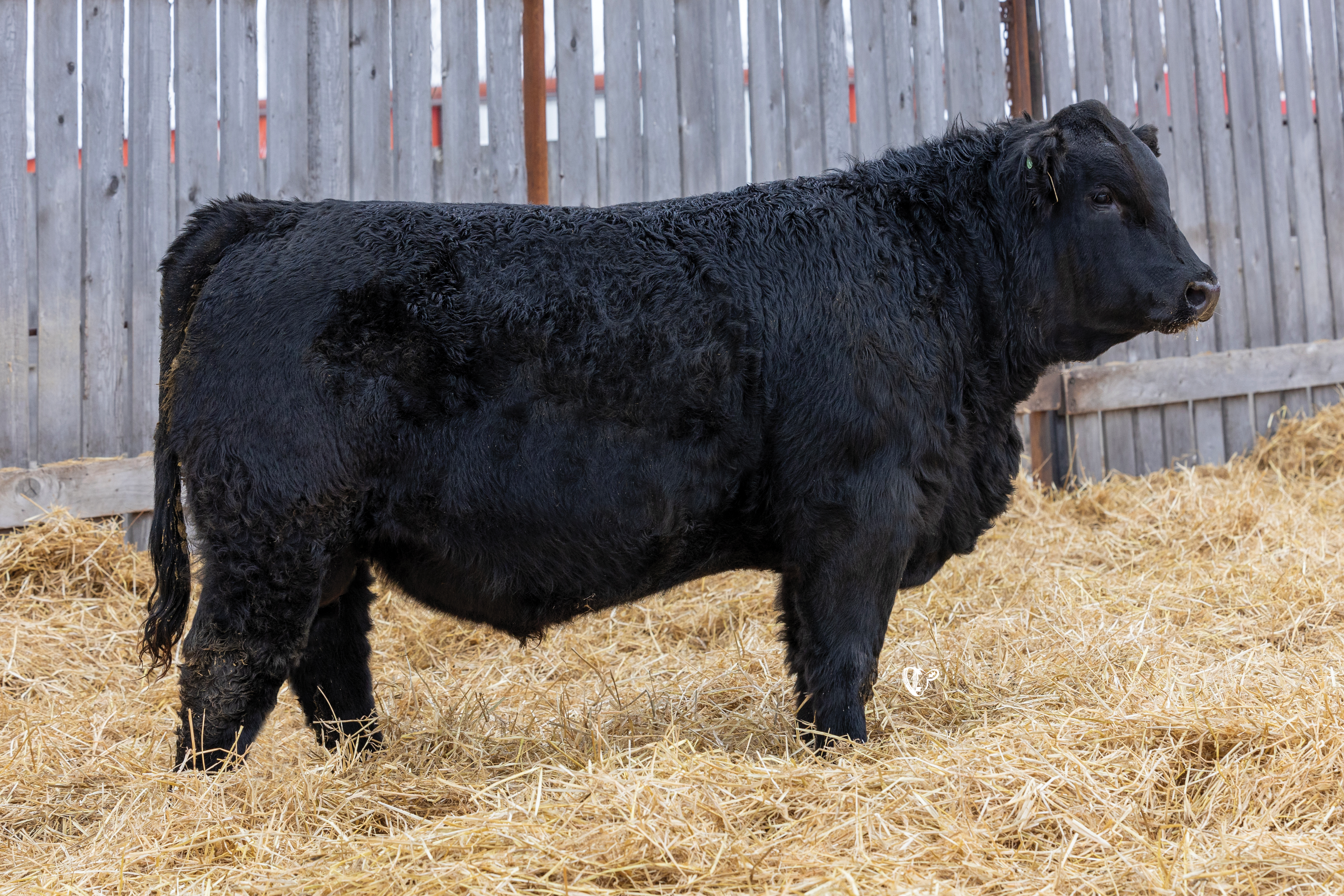 Yearling Bull